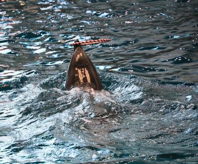 Marine Animal Performance 18