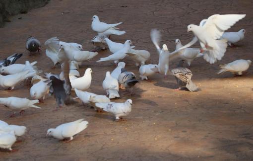 Feed the Peace Dove 5