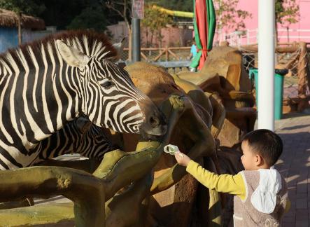 Hey zebra 2