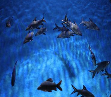 Blue Shark 1