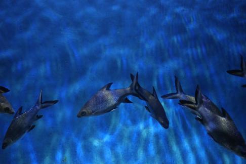 Blue Shark 2