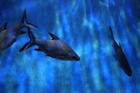Blue Shark 3