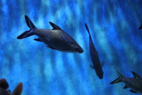 Blue Shark 4