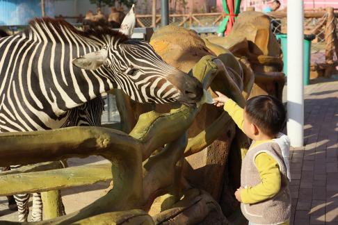 Hey zebra 4