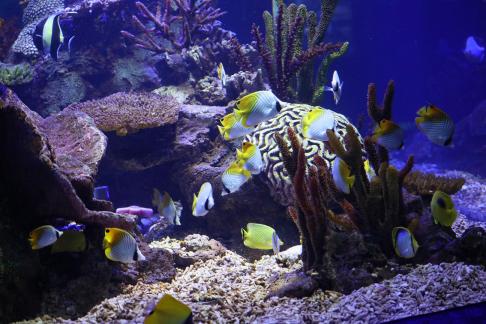 butterfly fish 1