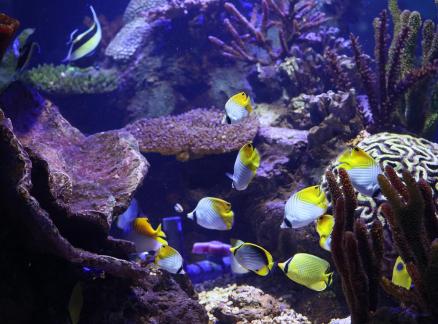 butterfly fish 3