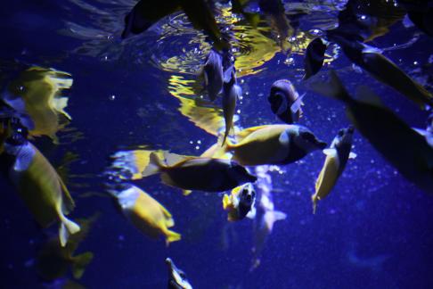 Fox Fish 3