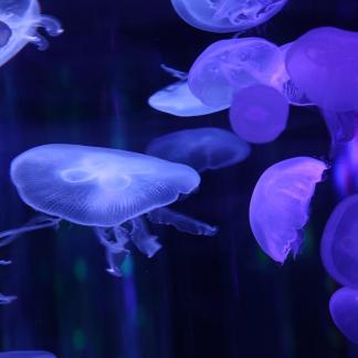 jellyfish 13
