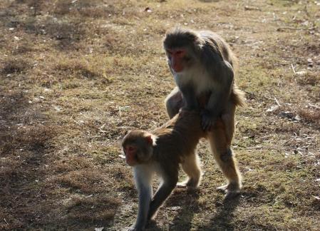 Monkey Brother 9