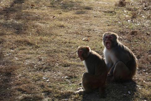 Monkey Brother 12