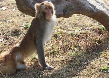 monkey 9