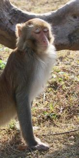 monkey 10