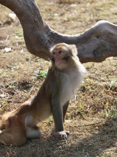 monkey 11