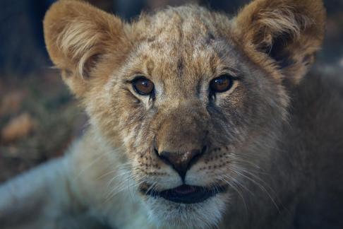 lion 9