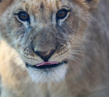 lion 10