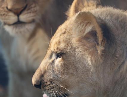 lion 11