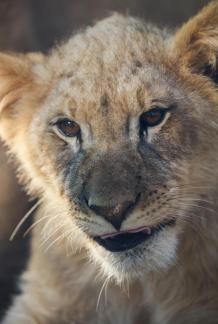 lion 12