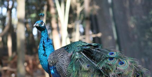 peacock 5
