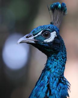 peacock 6