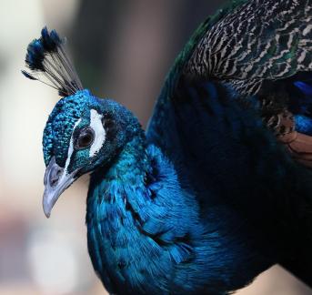 peacock 7