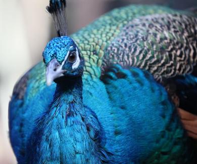 peacock 8