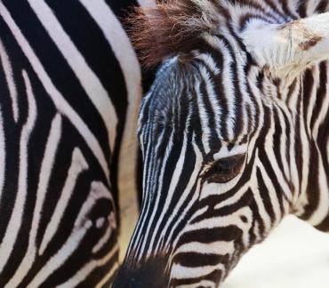 zebra 1
