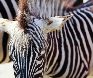 zebra 2