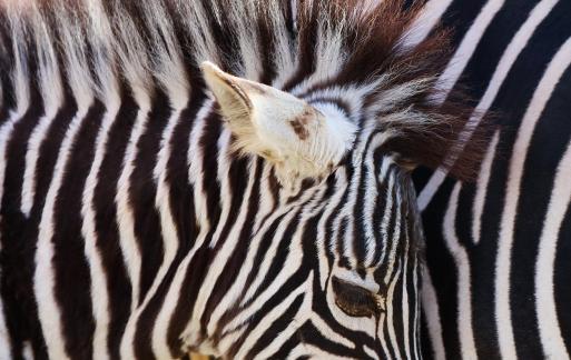 zebra 4