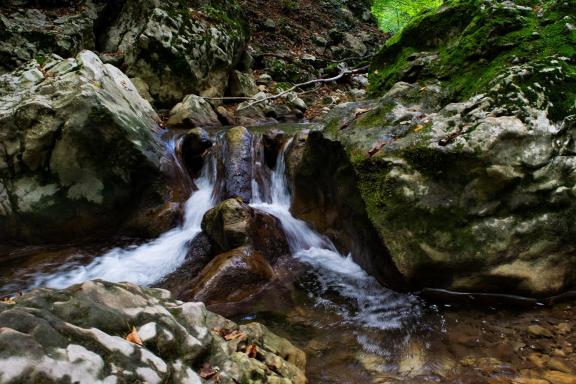 Master of the forest