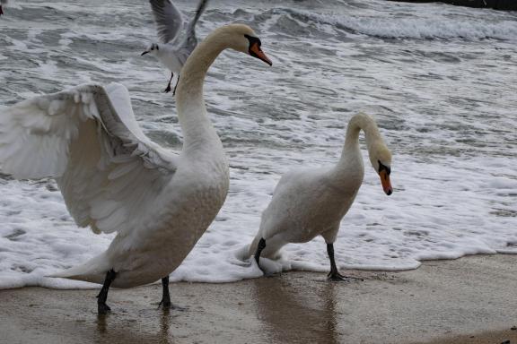 Swans on a walk
