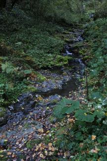 Deep forest spring water 1