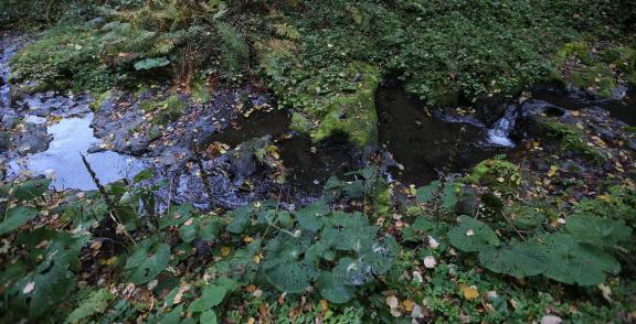 Deep forest spring water 2