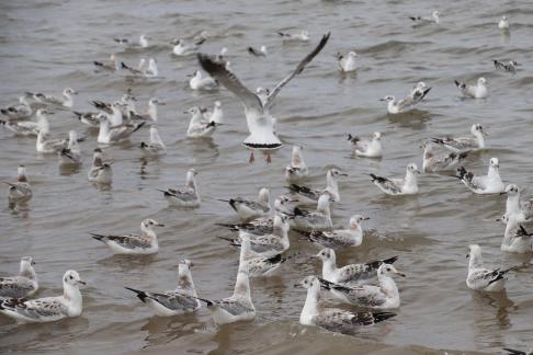 White Feather Sweeping Waves 17