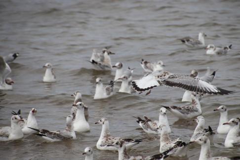 White Feather Sweeping Waves 19