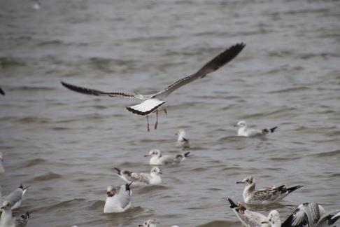 White Feather Sweeping Waves 20