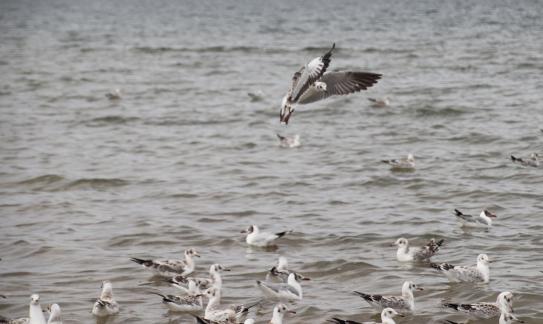 Gull Dance 9