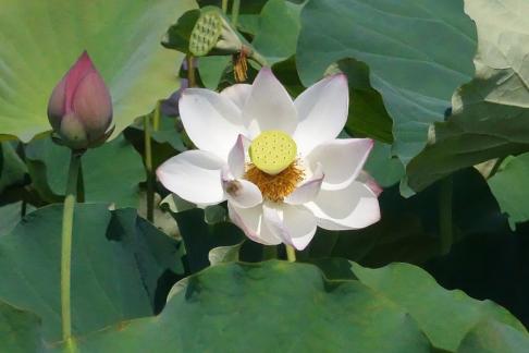 In the lotus pond 9