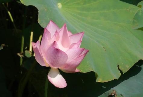 In the lotus pond 10