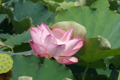 In the lotus pond 11