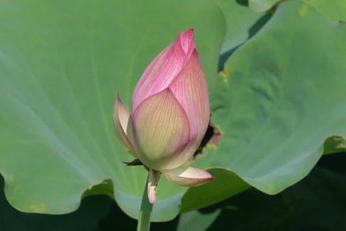 In the lotus pond 12