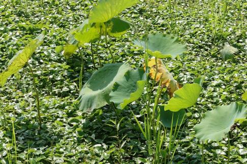 Lotus flowers in Yangchi 5
