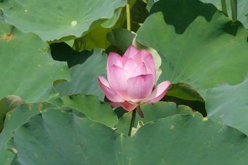 Lotus flowers in Yangchi 6