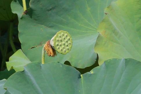 Lotus flowers in Yangchi 7