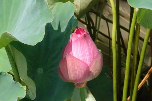 Lotus flowers in Yangchi 8