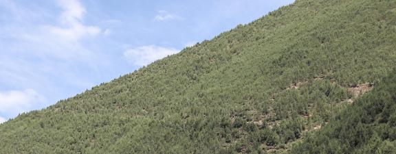 Yuanpo Flowing Clouds 8