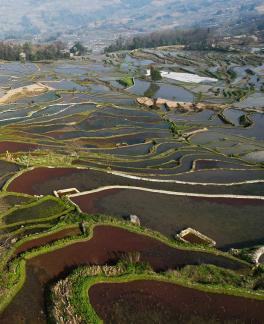 Terraced fields scenery 1