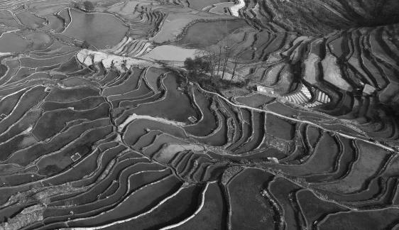 Terraced fields scenery 7