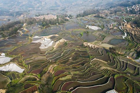 Terraced fields scenery 13