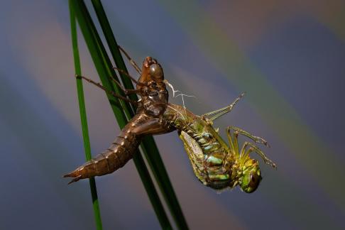 Taking off the armor