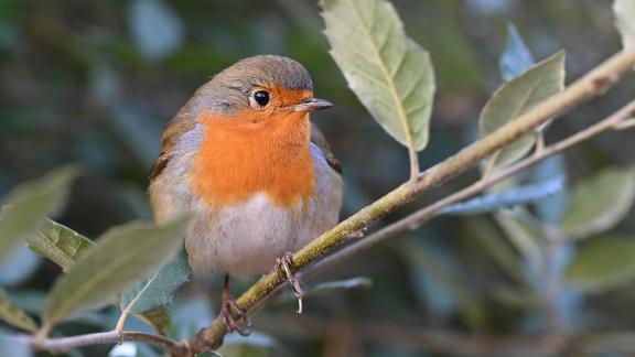 Redbreast